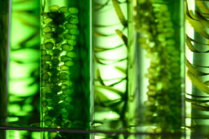 POST-PURPLE: un projecte que impulsa les fotobiorrefineries urbanes