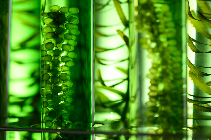 POST-PURPLE: un projecte que impulsa les fotobiorrefineries urbanes